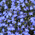 Lobelia Africo Strong Blue